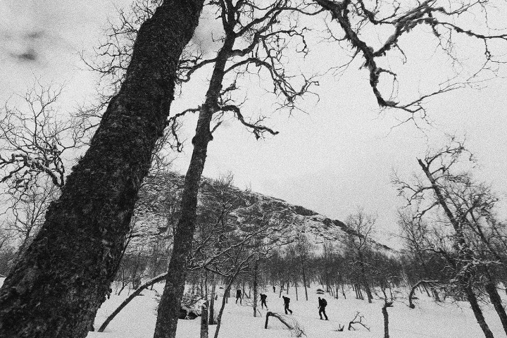 People skiing through snowy forest with bare trees, mountain in background.