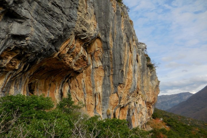 a tree with a mountain in the background